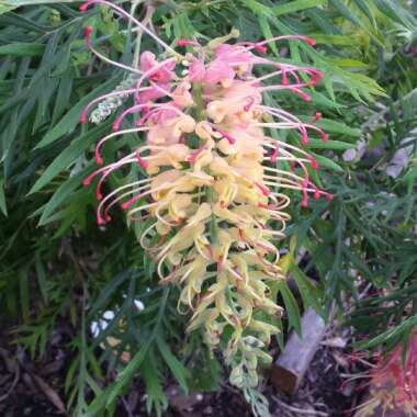 Grevillea
