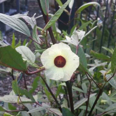 Hibiscus sabdariffa