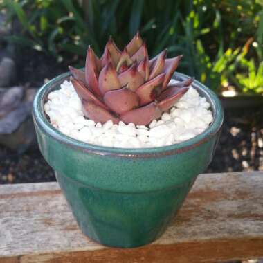 Echeveria Agavoides Romeo
