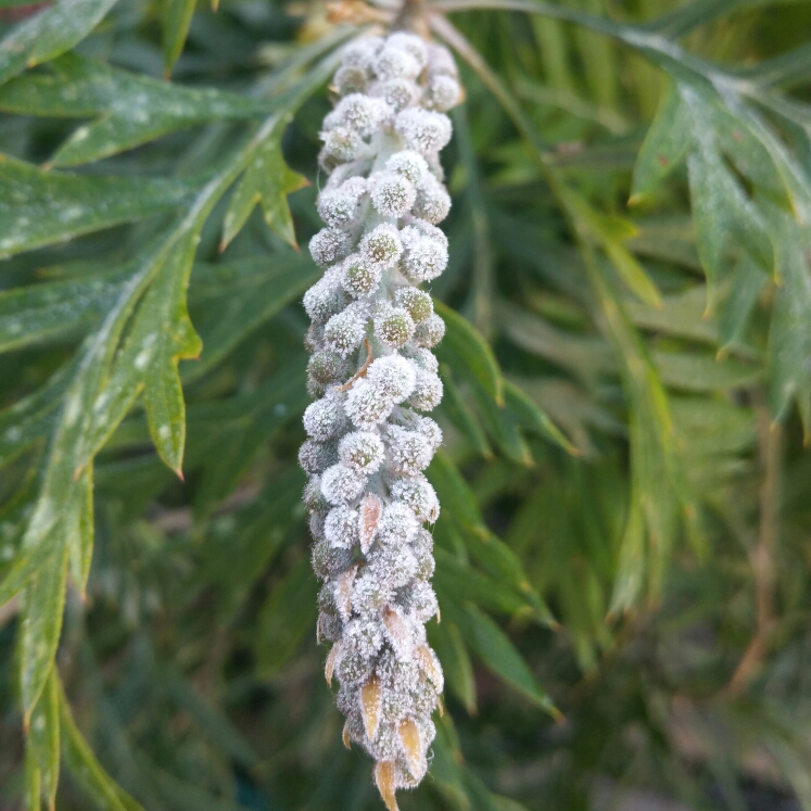 plant image 785343 plant image 785343