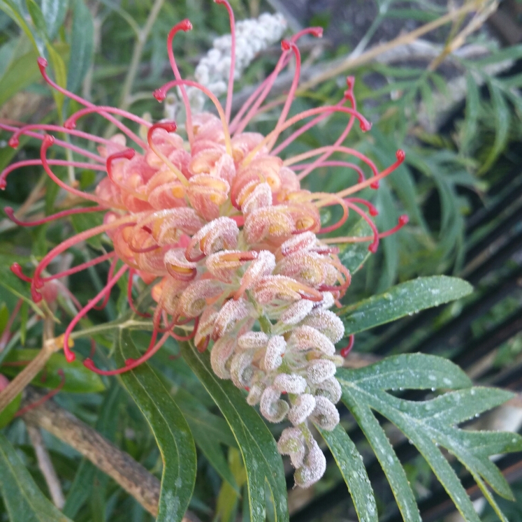 plant image 785344 plant image 785344
