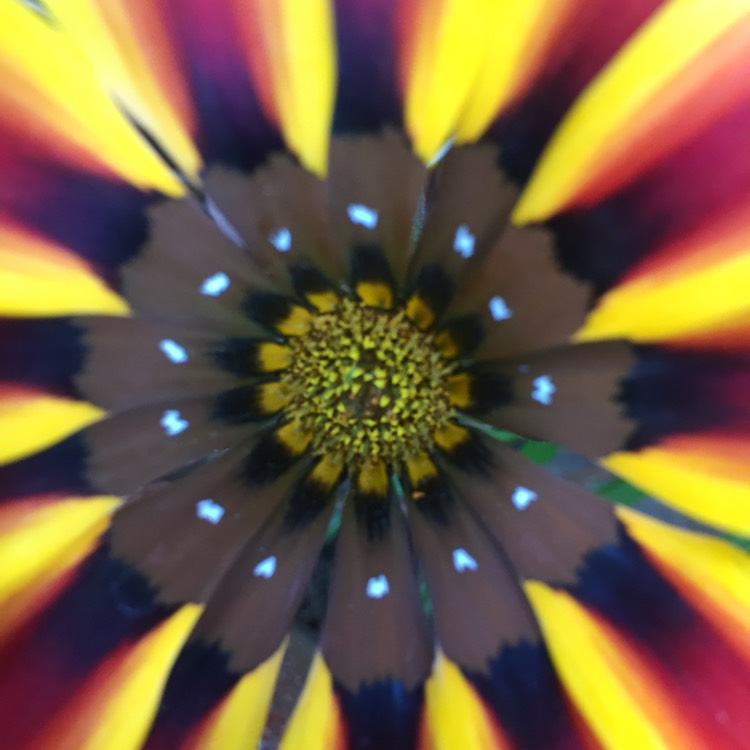 plant image 796833