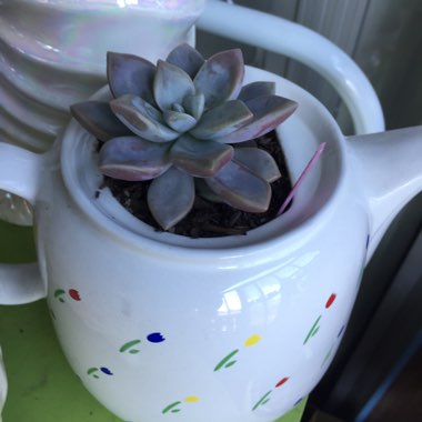 Graptopetalum Tricolour