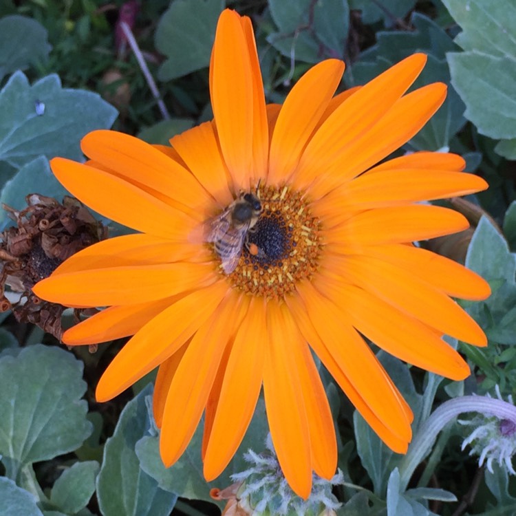 plant image 797207