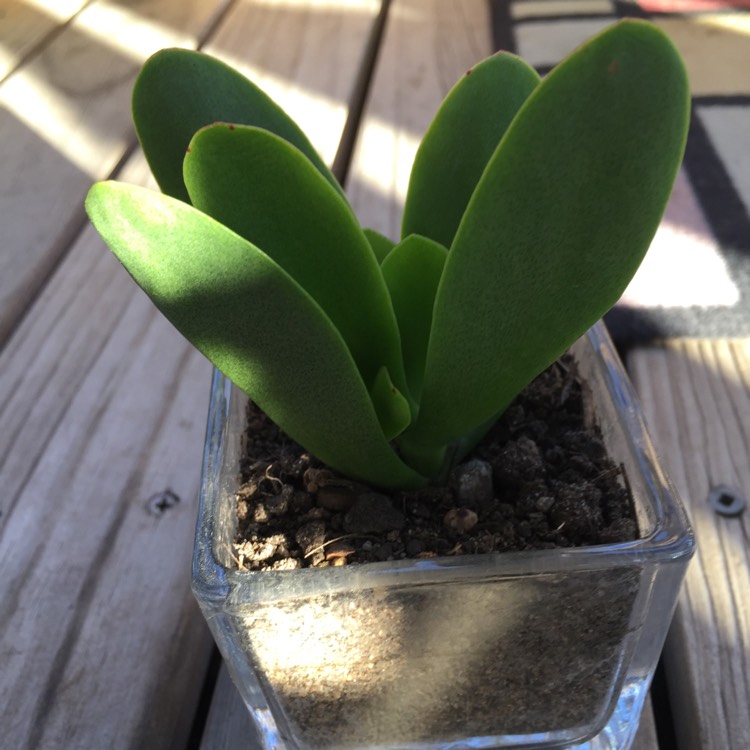 plant image 797777 plant image 797777