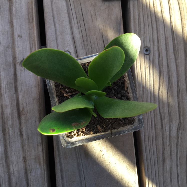 plant image 797778 plant image 797778