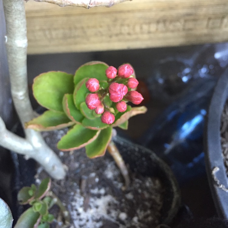 plant image 797811