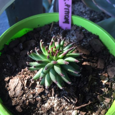 Sempervivum Pittoni