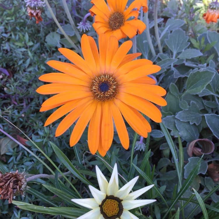 plant image 797822
