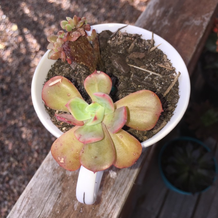 plant image 799918