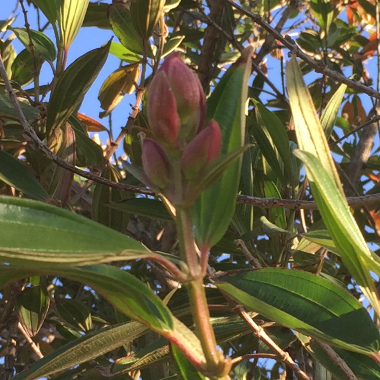 plant image 801331