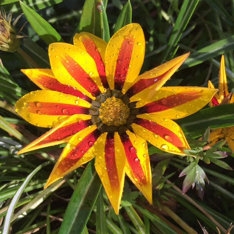 plant image 801335