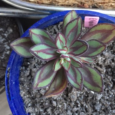 Echeveria Nodulosa