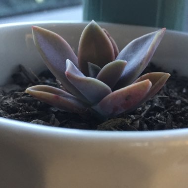 xGraptoveria Fred Ives