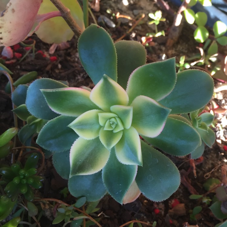 plant image 818055 plant image 818055