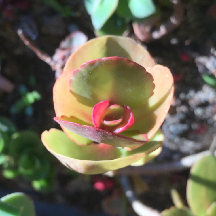 plant image 818058