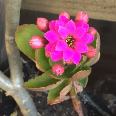 Kalanchoe