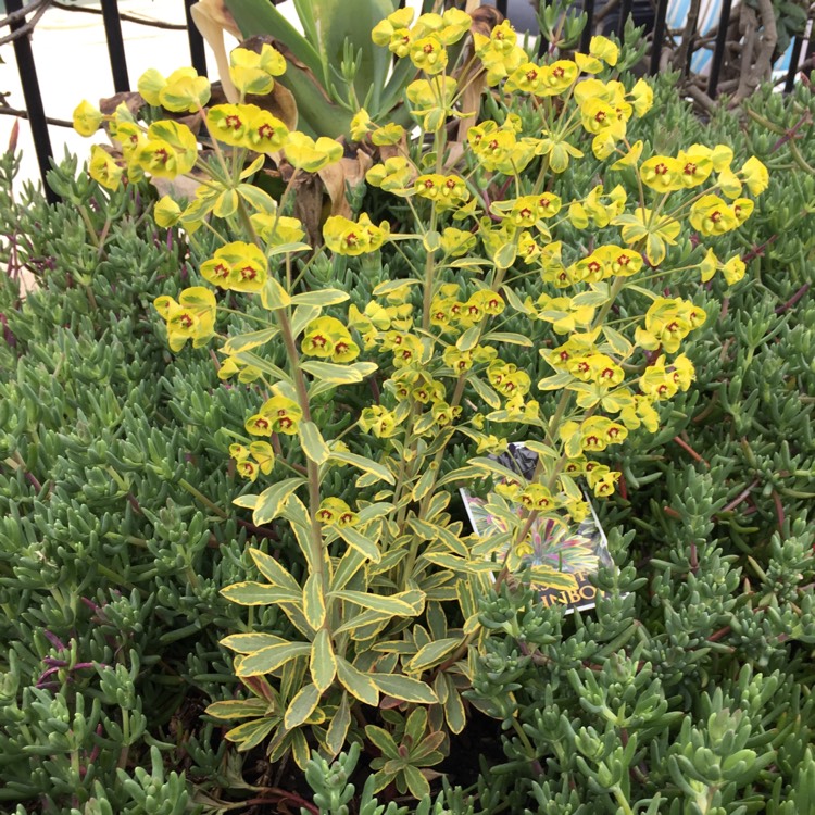 plant image 841178 plant image 841178