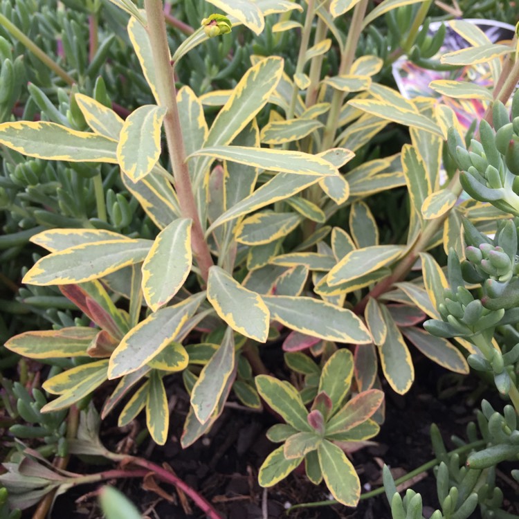 plant image 841188 plant image 841188
