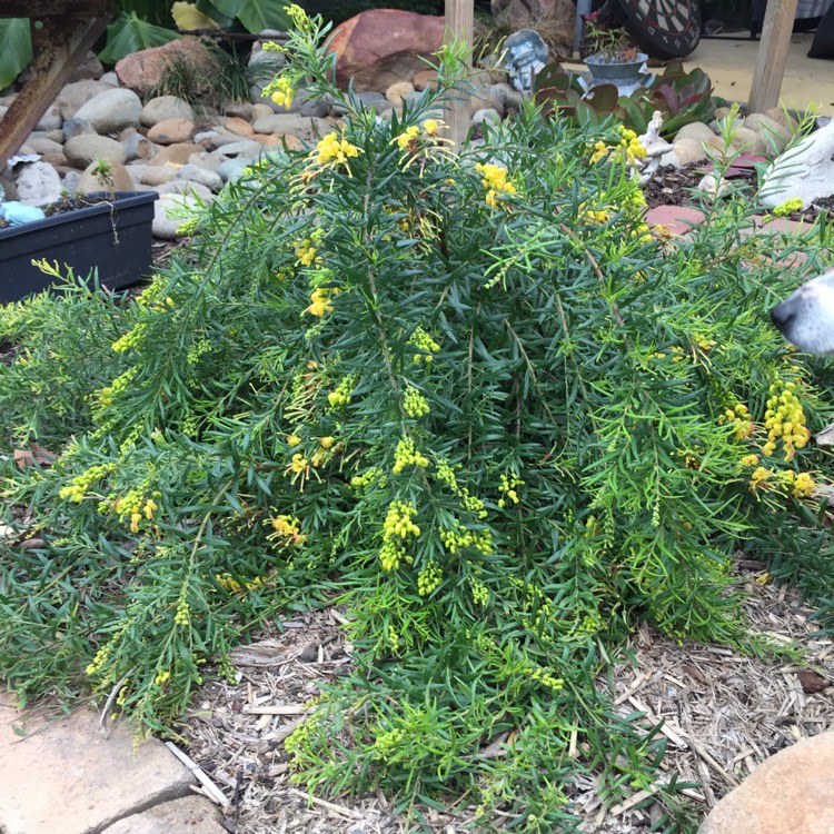 plant image 843081