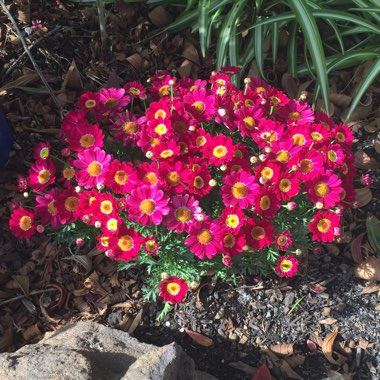 Argyranthemum frutescens 'Madeira Red'