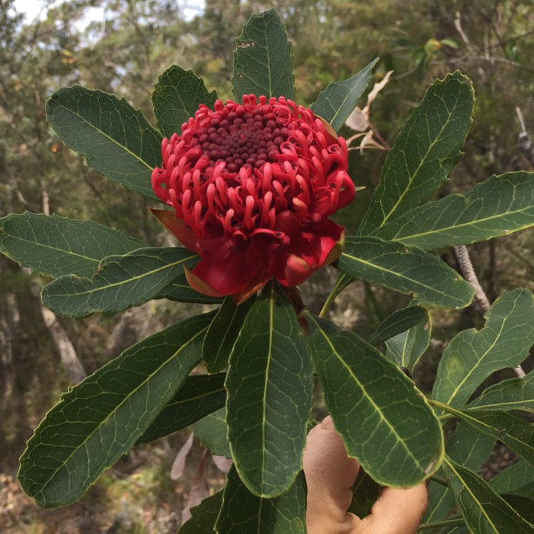 Plant image Telopea speciosissima