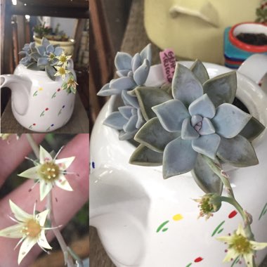 Graptopetalum Tricolour