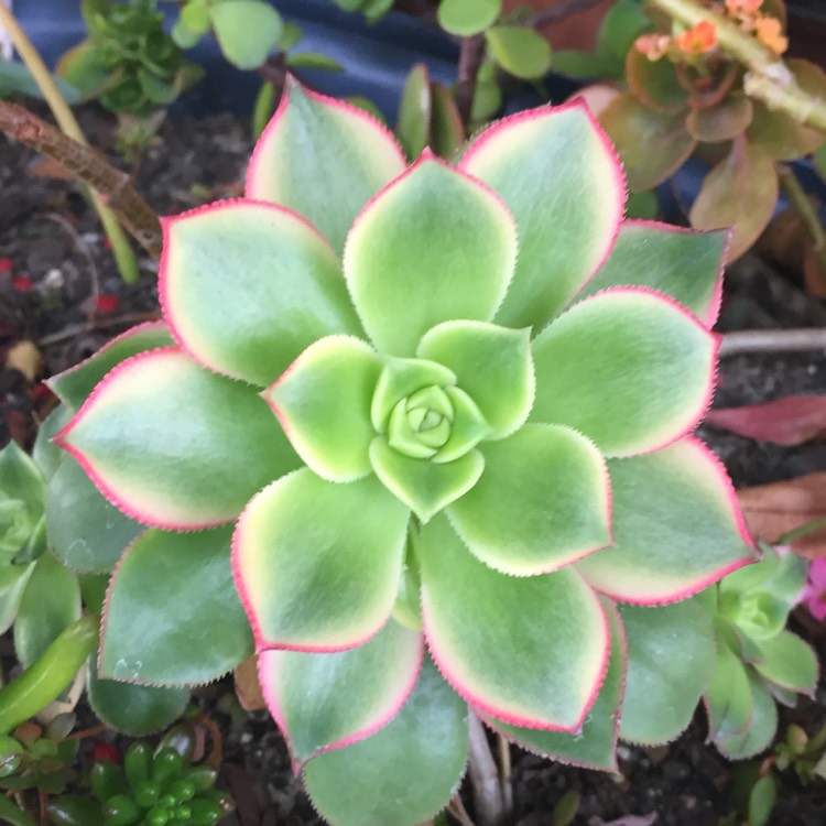 plant image 868500 plant image 868500