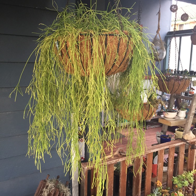 plant image 868516 plant image 868516