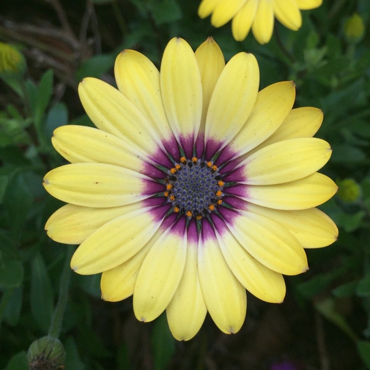 Plant image Osteospermum ecklonis 'Blue Eyed Beauty'