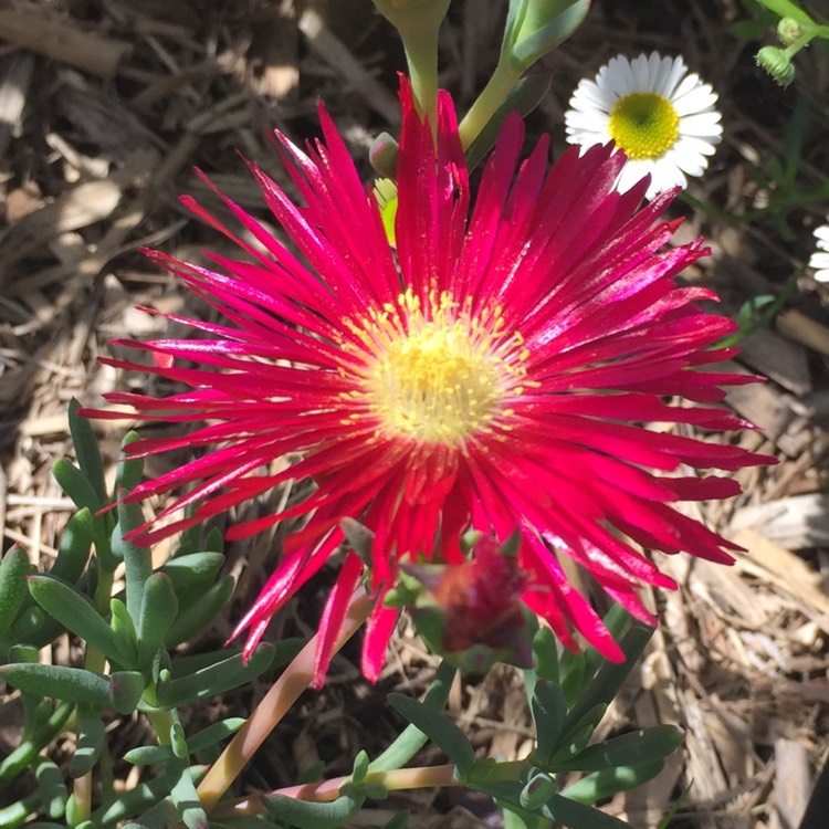 plant image 871876