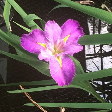Iris ensata 'Barr Purple East'