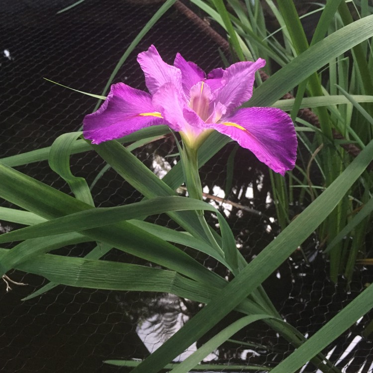 plant image 880768