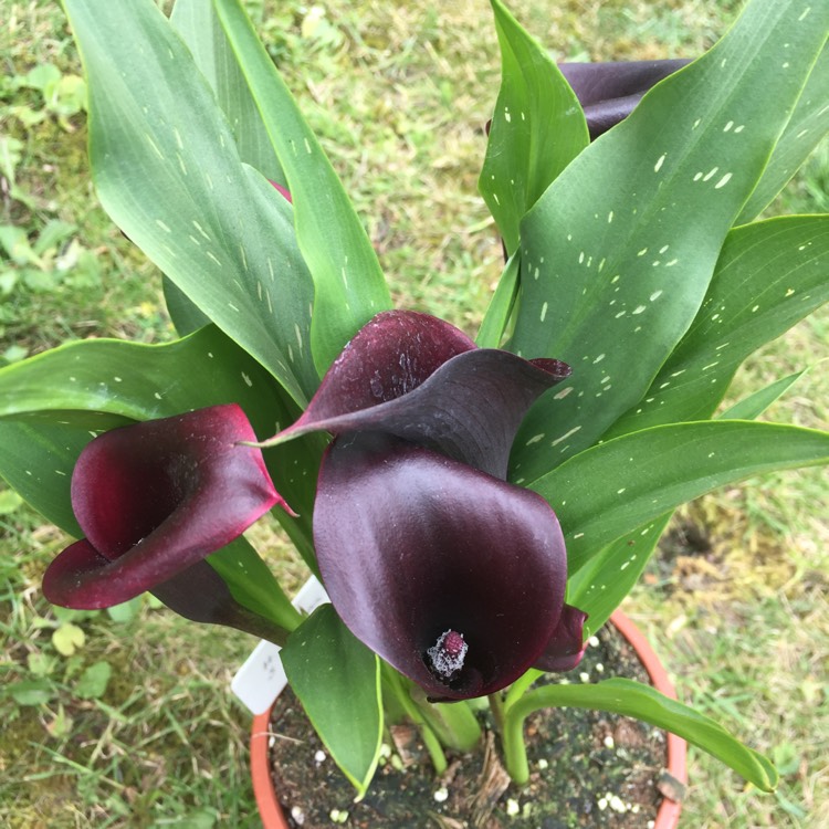 Plant image Zantedeschia sprengeri 'Black Hero'