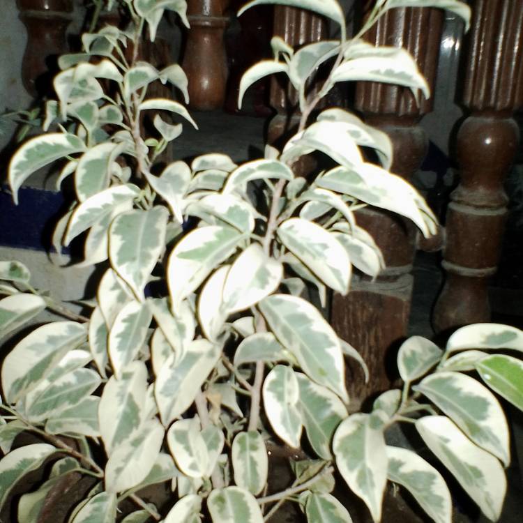 Plant image Stellaria holostea