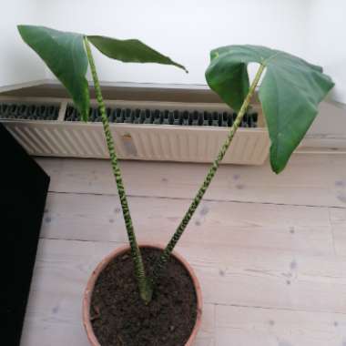 Munthe's plant