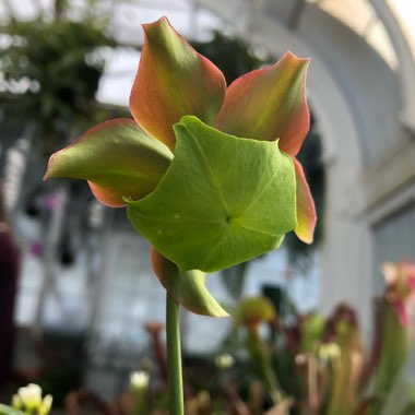 Sarracenia