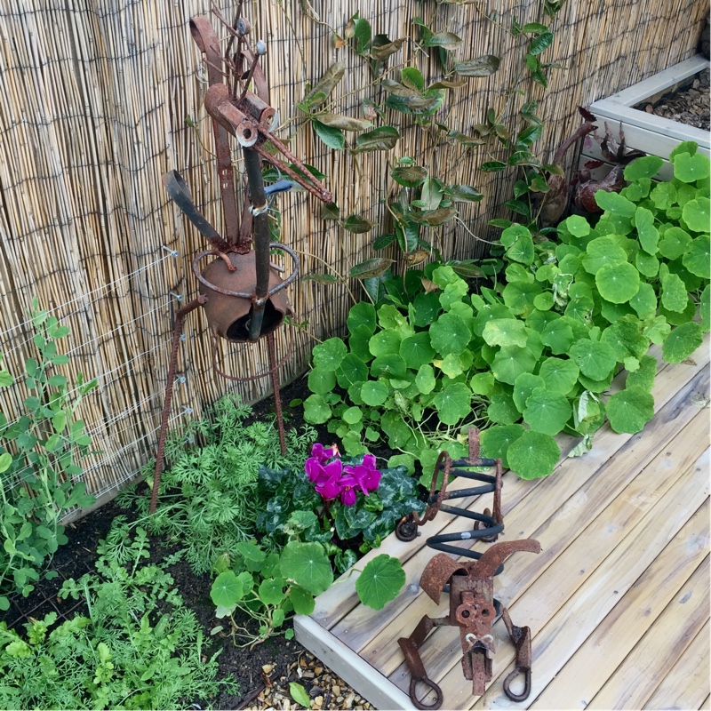 Muriel's garden