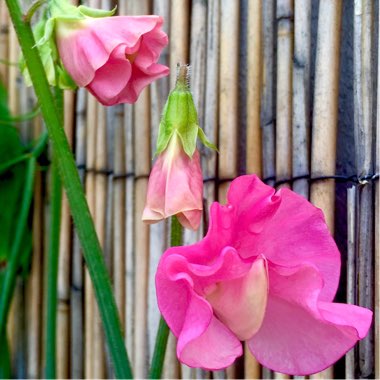 Muriel's garden
