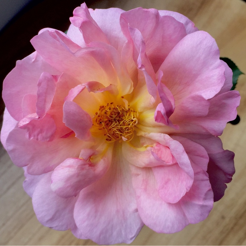 Rosa 'Ausli' syn. Rosa 'Lilian Austin'