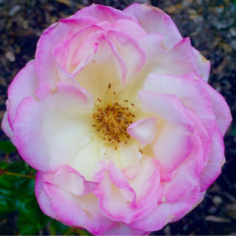 Plant image Rosa 'Meimagarmic' syn. Rosa 'Princesse de Monaco', Rosa 'Princess Of Monaco', Rosa 'Grace Kelly', Rosa 'Princess Grace', Rosa 'Princesse Grace de Monaco'