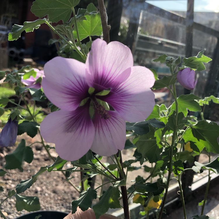 plant image 1187778
