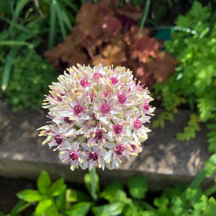 plant image 1313225