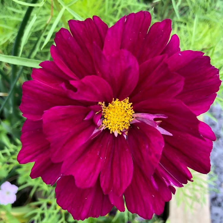 Plant image Cosmos bipinnatus 'Double Click Cranberries'