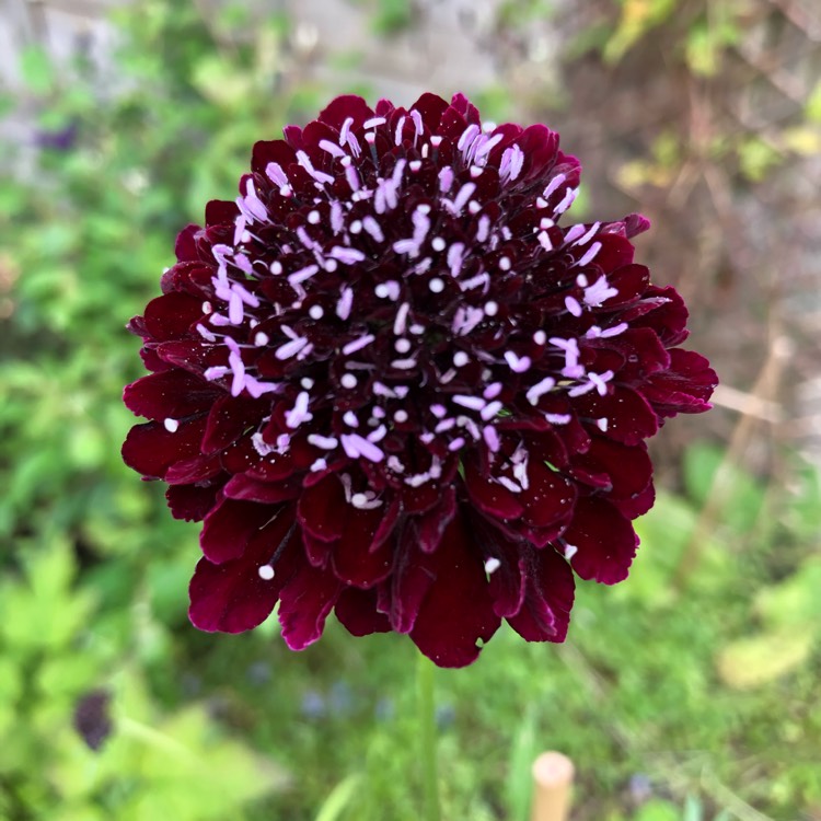 plant image 1370740