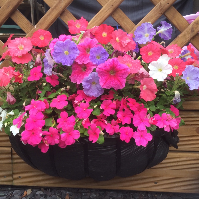 Paul's garden