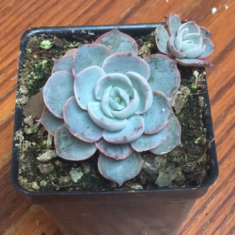 plant image 640183