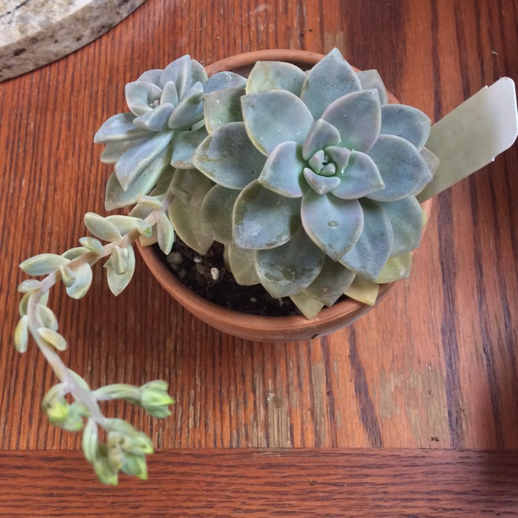 plant image 640239
