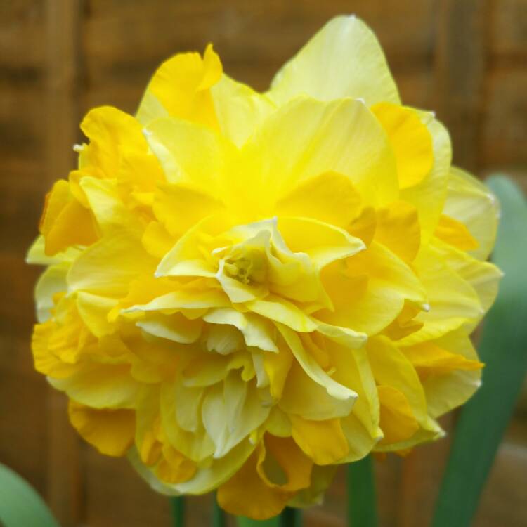 plant image 363594