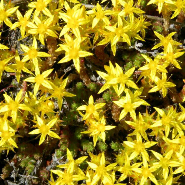 Plant image Sedum Lanceolatum